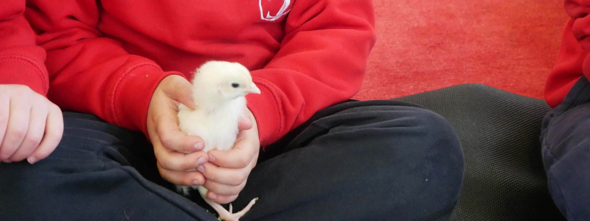 Nursery chick